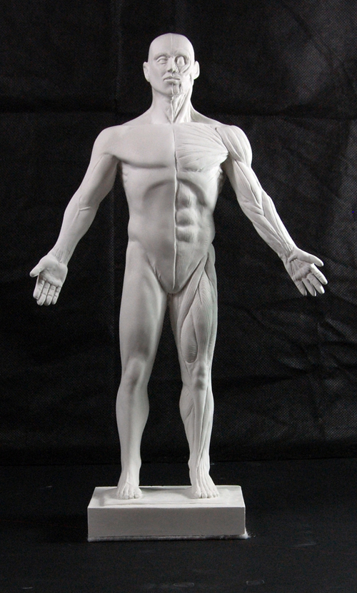 Anatomy Reference Écorché Figure