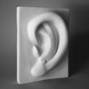 Plaster Cast For Cast Drawing – EAR